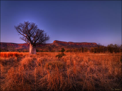 Kimberley Boab - WA SQ (PBH3 00 12346)