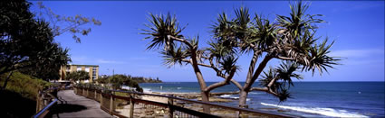 Kings Beach Pandanus 1 - QLD (PB00 3690)