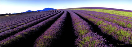 Lavender Hill - TAS