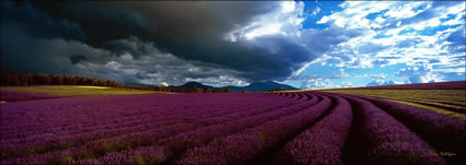 Lavender and Dark Clouds - TAS