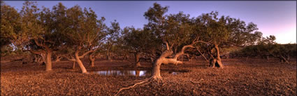 Mangrove - WA (PBH3 00 10245)