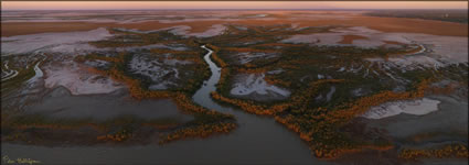 Mangroves - Derby - WA (PBH3 00 10728)