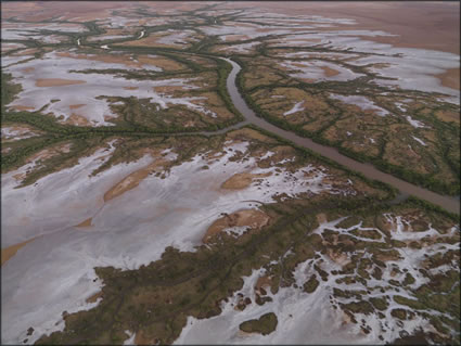 Mangroves - Derby - WA SQ (PBH3 00 10734)