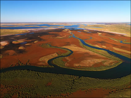 Mangroves - WA (PBH3 00 8329)