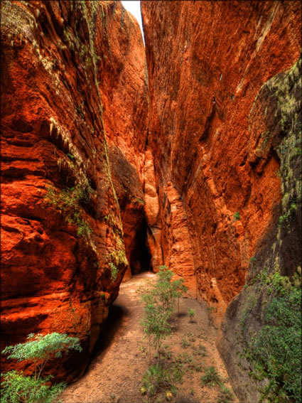 Mini Palms Gorge - WA SQ  (PBH3 00 11871)