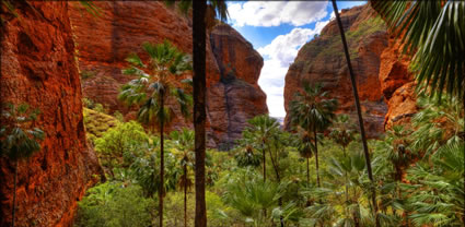 Mini Palms Gorge - WA T (PBH3 00 11875)