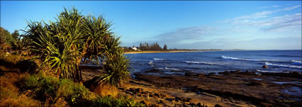 Moffat Beach Panadanus 1 - QLD (PB003393)
