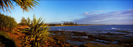 Moffat Beach Panadanus 4 - QLD (PB003399)