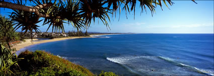 Moffat Beach Pandanus - QLD (PB003377)