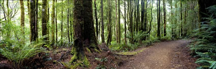 Mossy Forest Path - TAS (PB00 1946)