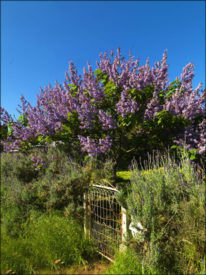 Nannup - WA (PBH3 00 4574)