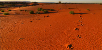 Nilpena Sand Dunes - SA T (PBH3 00 18856)