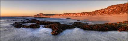 Oysters - Coral Bay - WA (PBH3 00 8577)