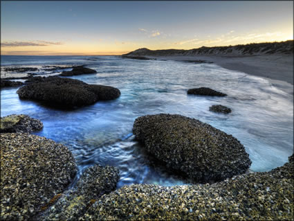 Oysters - Coral Bay - WA (PBH3 00 8610)