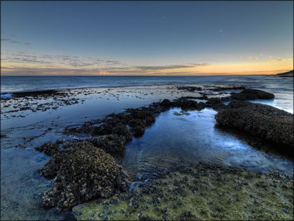 Oysters - Coral Bay - WA (PBH3 00 8614)