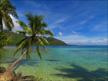 Palm Tree - Moorea SQ (PBH3 00 1484)