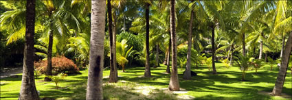 Palm Trees - Bora Bora (PBH3 00 2029)