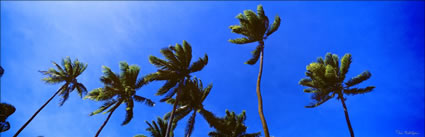 Palm Trees - Fiji (PB00 4798)