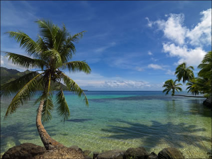 Palm Trees - Moorea SQ (PBH3 00 1485)