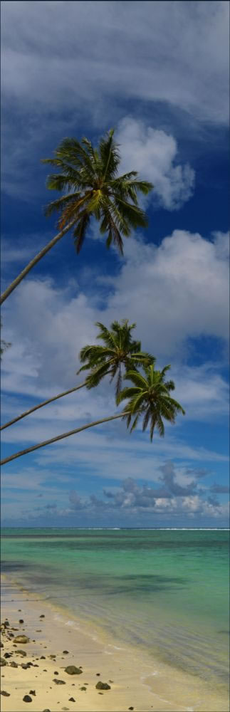 Palm Trees - Raratonga - V (PBH3 00 1255)