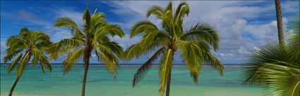 Palm Trees - Raratonga  H (PBH3 00 1257)