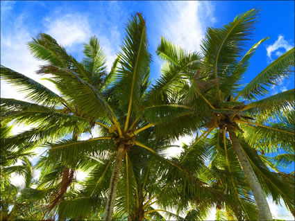 Palm Trees - Raratonga (PBH3 00 1242)