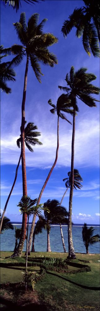 Coconut Palm Trees Vertical - Fiji (PB00 4797)
