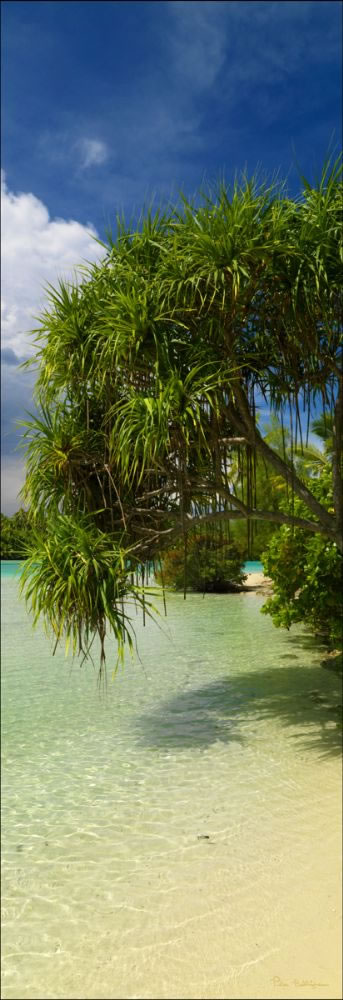 Pandanus - One Foot Island V (PBH3 00 1421)