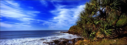Pandanus at Coolum Beach - QLD (PB 003156)
