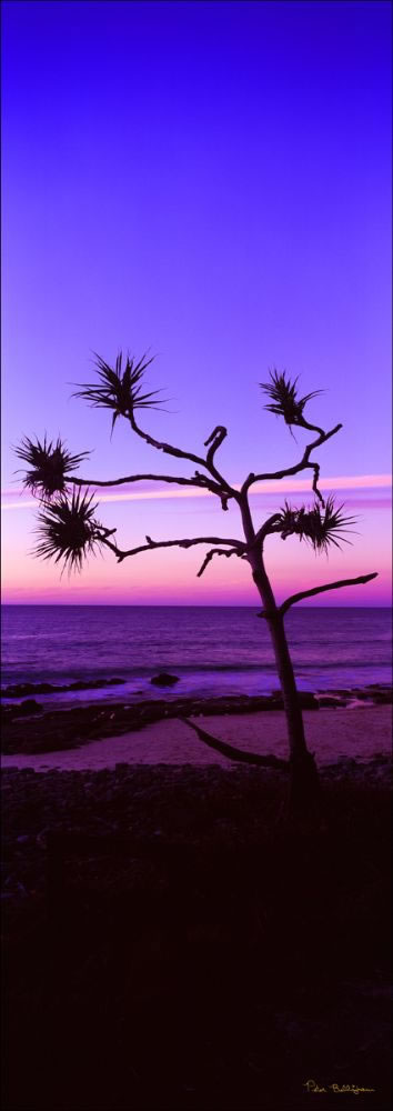 Pandanus Sunset 1 - Noosa NP -QLD (PB003072)