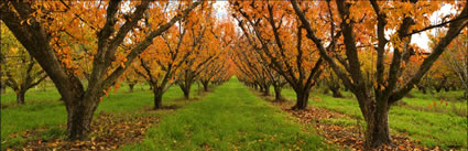 Pear Trees - TAS H (PBH3 00 2298)