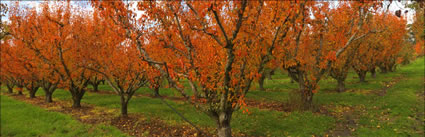 Pear Trees - TAS (PBH3 00 2290)