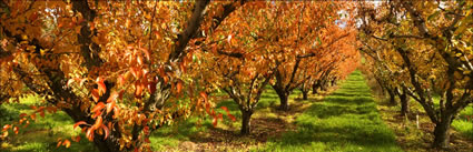 Pear Trees - TAS  (PBH3 00 2303)