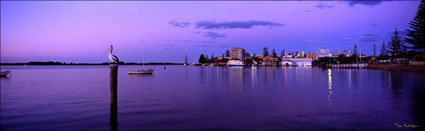 Pelican - Port Macquarie - NSW (PB00 1831)