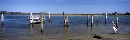 Pelican on Patrol - Forster - NSW (PB00 2062)