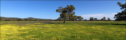 Pinjarra Fields - WA (PBH3 00 4007)