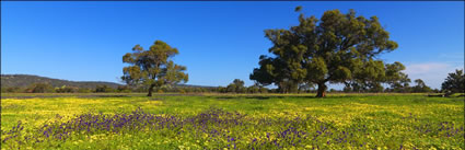 Pinjarra Fields - WA (PBH3 00 4008)