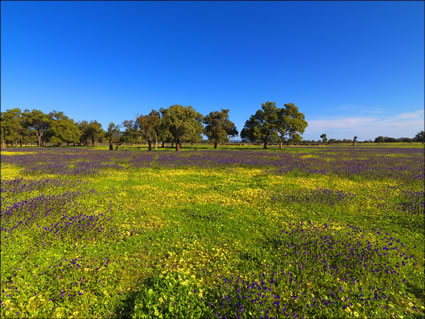 Pinjarra Fields - WA SQ (PBH3 00 4010)