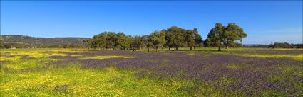 Pinjarra Fields - WA (PBH3 00 4011)