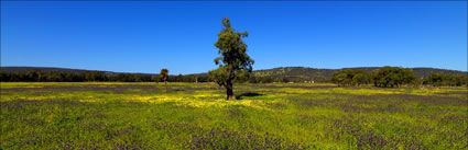 Pinjarra Fields - WA (PBH3 00 4012)