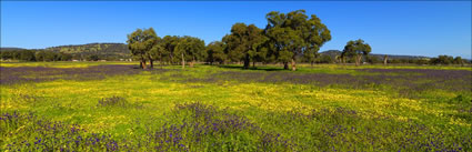 Pinjarra Fields - WA (PBH3 00 4013)