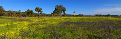 Pinjarra Fields - WA (PBH3 00 4014)