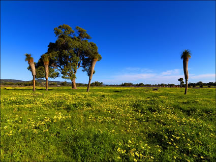 Pinjarra Fields - WA SQ (PBH3 00 4015)