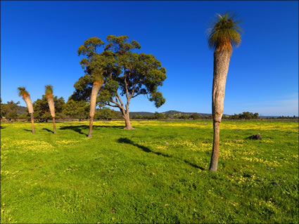 Pinjarra Fields - WA SQ (PBH3 00 4016)