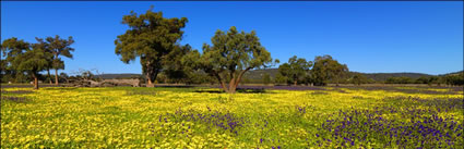 Pinjarra Fields - WA (PBH3 00 4017)