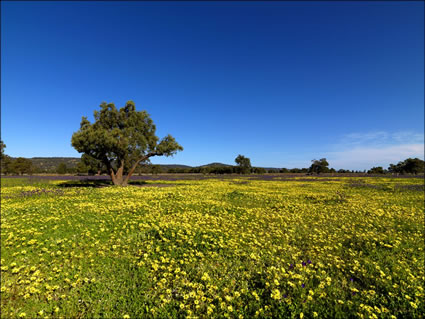 Pinjarra Fields - WA SQ (PBH3 00 4018)