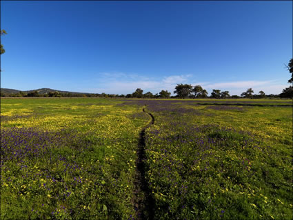 Pinjarra Fields - WA SQ (PBH3 00 4019)