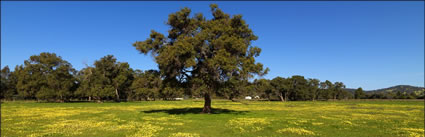 Pinjarra Fields - WA (PBH3 00 4020)