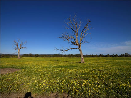 Pinjarra Fields - WA SQ (PBH3 00 4021)