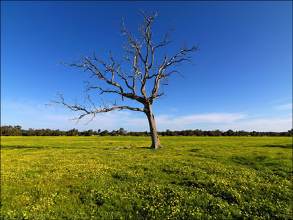 Pinjarra Fields - WA SQ (PBH3 00 4022)